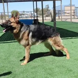 A german shepherd dog is standing on the grass.