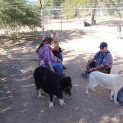 A group of people sitting around with dogs.