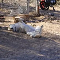 A dog laying on the ground in front of a fence.