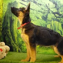 A dog standing in front of a forest with stuffed animals.