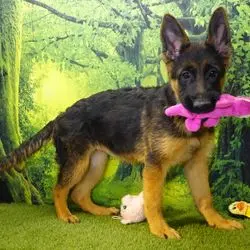 A german shepherd puppy with its head in the ground.