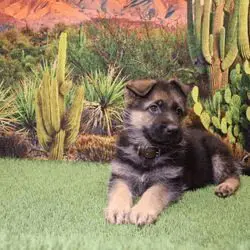 A puppy sitting on the grass in front of cactus.