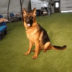 A german shepherd sitting on the ground in front of an audience.