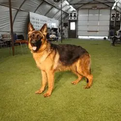 A german shepherd standing in the middle of an indoor area.