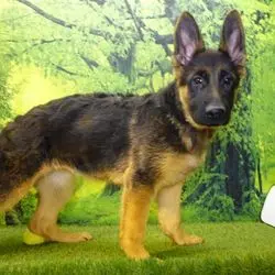 A german shepherd puppy standing in front of a tree.
