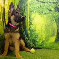 A dog sitting in front of a wall with trees.