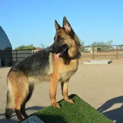 A german shepherd standing on top of a green pile.
