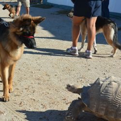 A group of people and dogs on the ground.