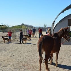 A group of people and horses in an enclosure.