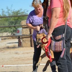 A woman holding onto two dogs on leashes