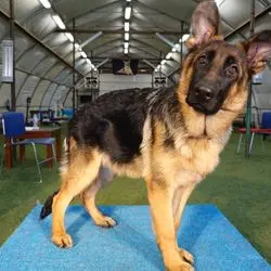 A dog standing on the ground in an indoor setting.