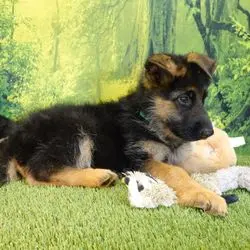A puppy laying on the ground with stuffed animals.