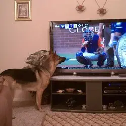 A dog standing in front of a television.