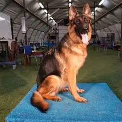A dog sitting on top of a blue mat.