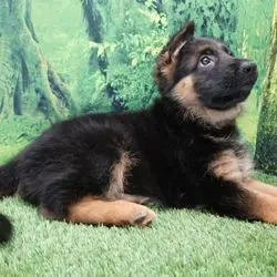 A german shepherd puppy laying on the grass.