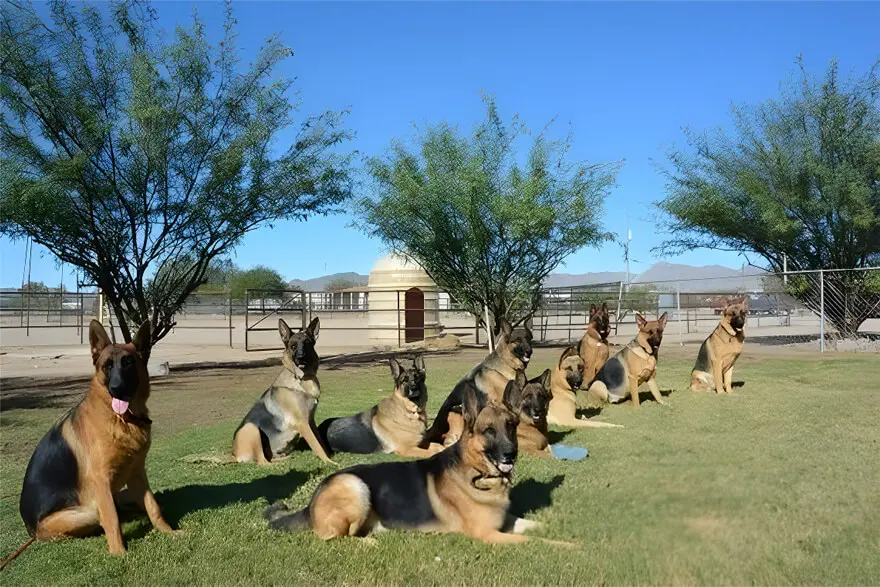 A group of dogs sitting in the grass.