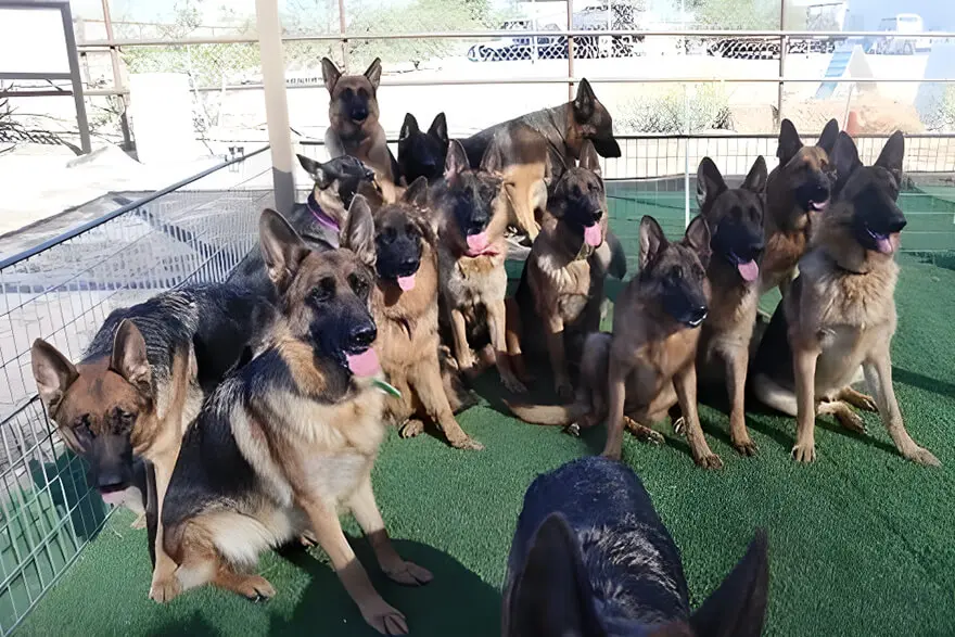 A group of german shepherd dogs sitting together.