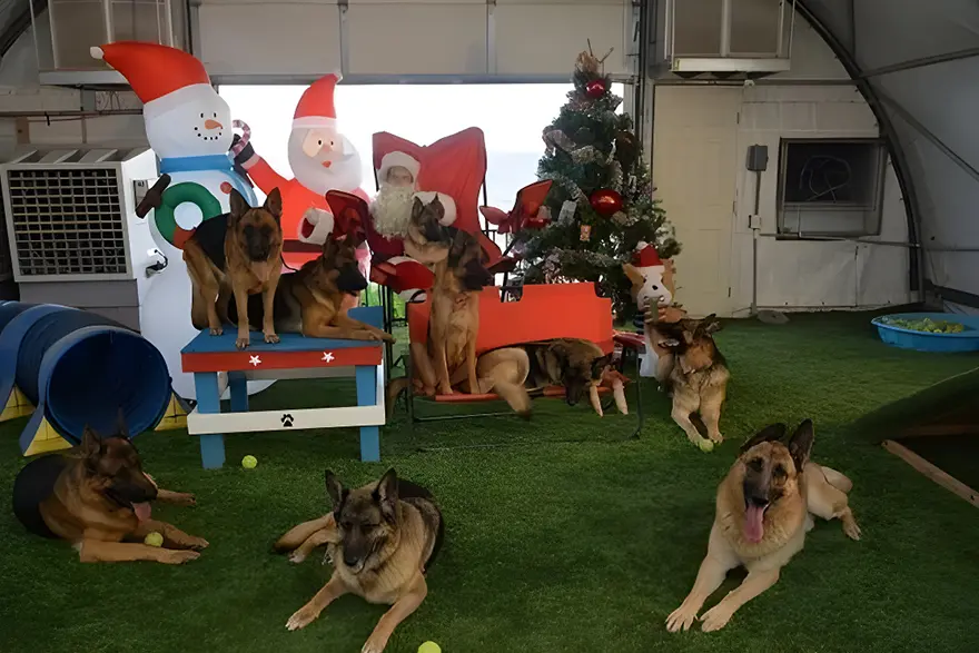 A group of dogs sitting in the grass next to each other.