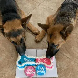 Two dogs sniffing a box of dog treats.