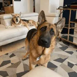 Two dogs sitting on a floor in front of a couch.
