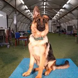A dog sitting on the ground in an indoor setting.