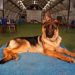 A dog laying on the ground in an indoor setting.
