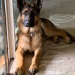 A german shepherd laying on the floor next to a window.