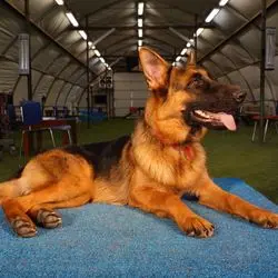 A german shepherd sitting on the ground in an indoor setting.