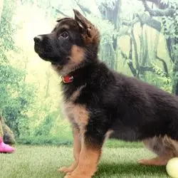A puppy standing on the grass next to a ball.