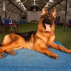 A german shepherd laying on the ground in an indoor setting.