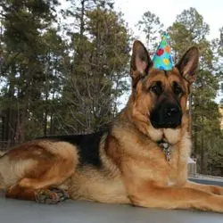 A dog with a birthday hat on sitting in the sun.