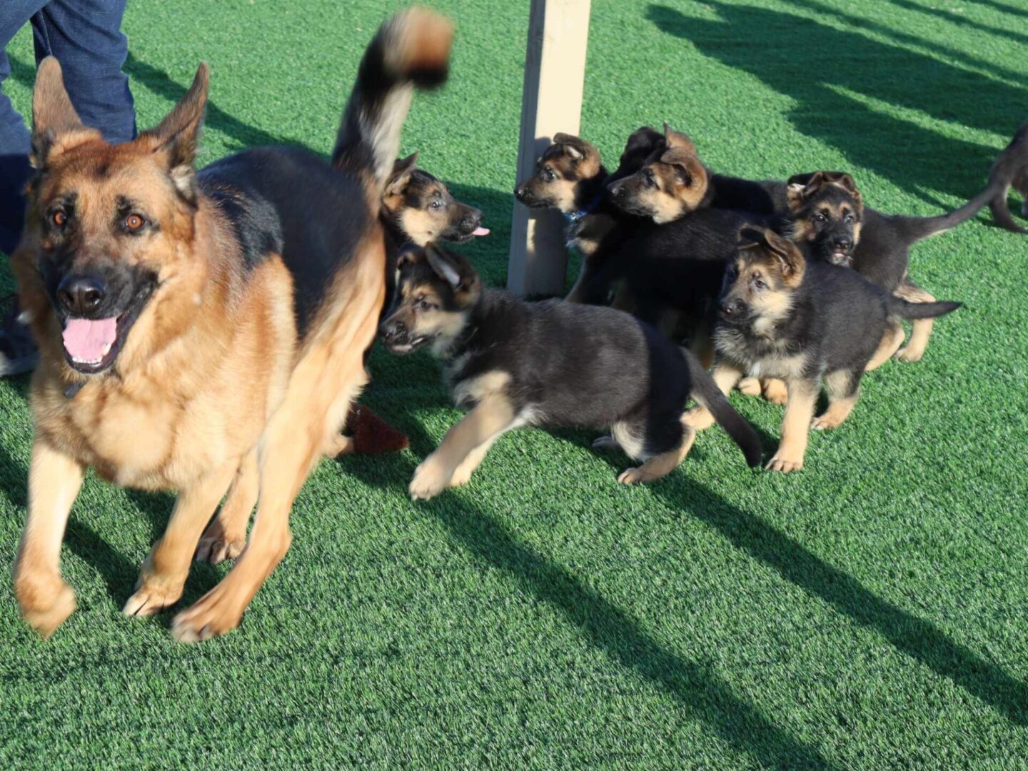 A dog and her puppies are running together.