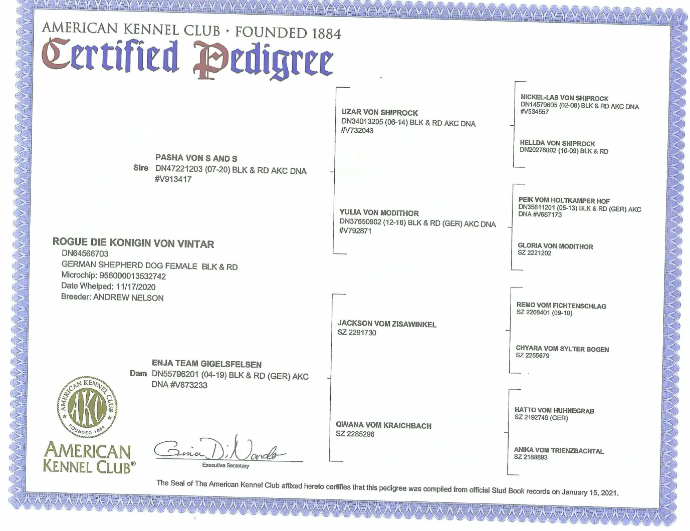 A certificate of authenticity for an american kennel club pedigree.