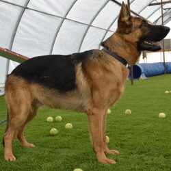 A german shepherd standing in the grass with tennis balls.