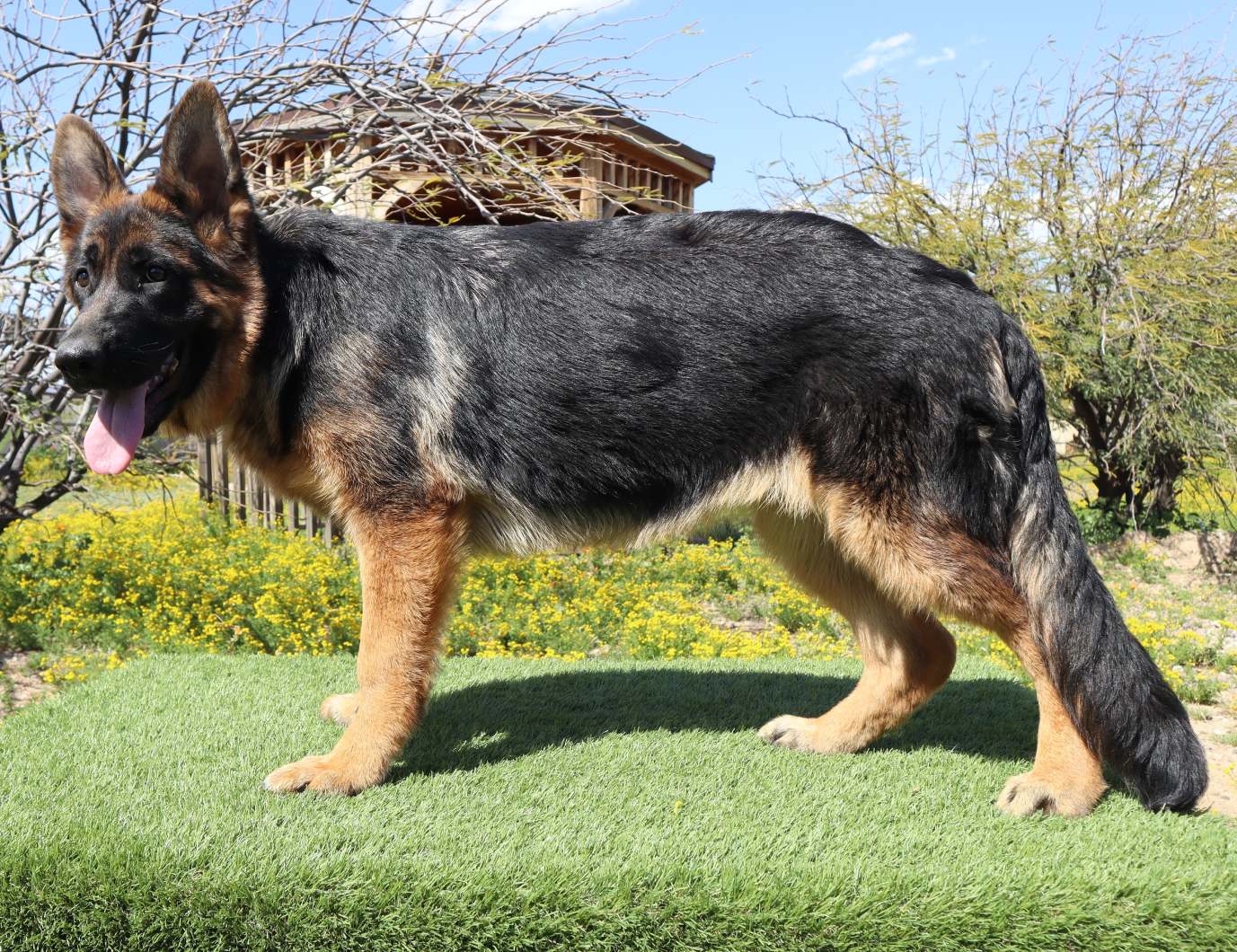 A german shepherd dog standing on top of grass.
