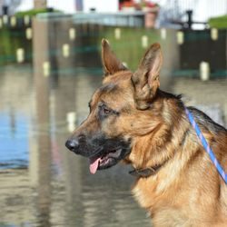 A german shepherd dog is standing in the water.