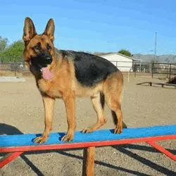 A dog standing on top of a blue bench.