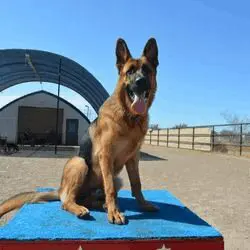 A dog sitting on top of an obstacle course.