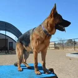 A dog standing on top of a blue mat.