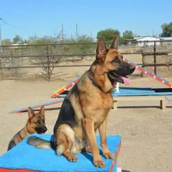 Two dogs sitting on a blue platform in an arena.