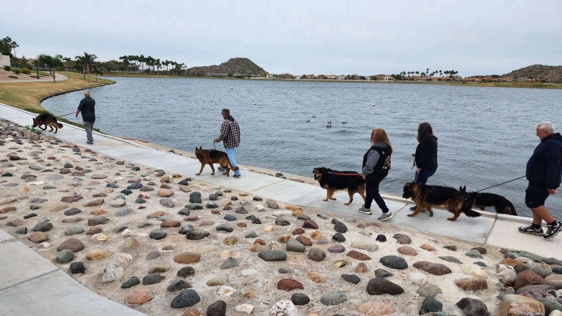 A group of people walking their dogs on the beach.