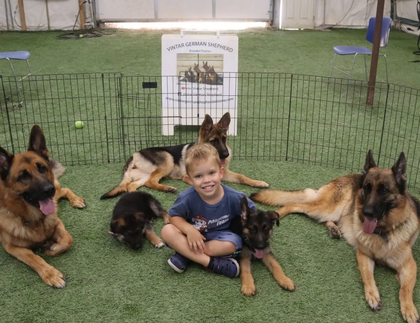 A boy sitting on the ground with several dogs.