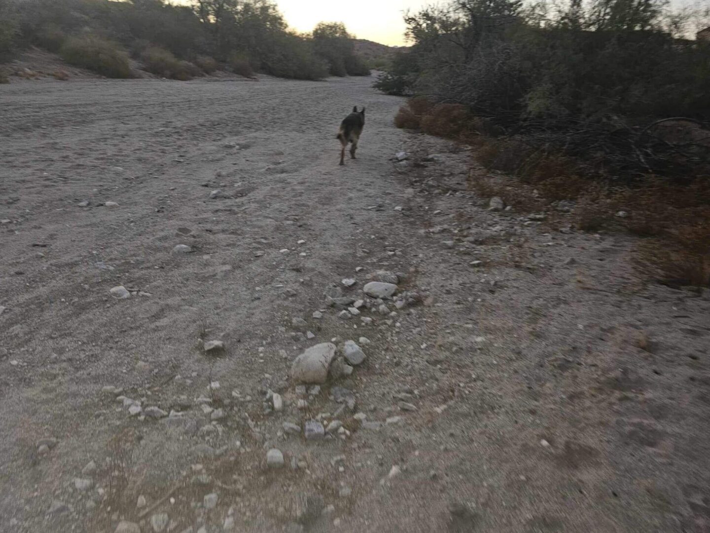 A dog walking on the sand near some bushes