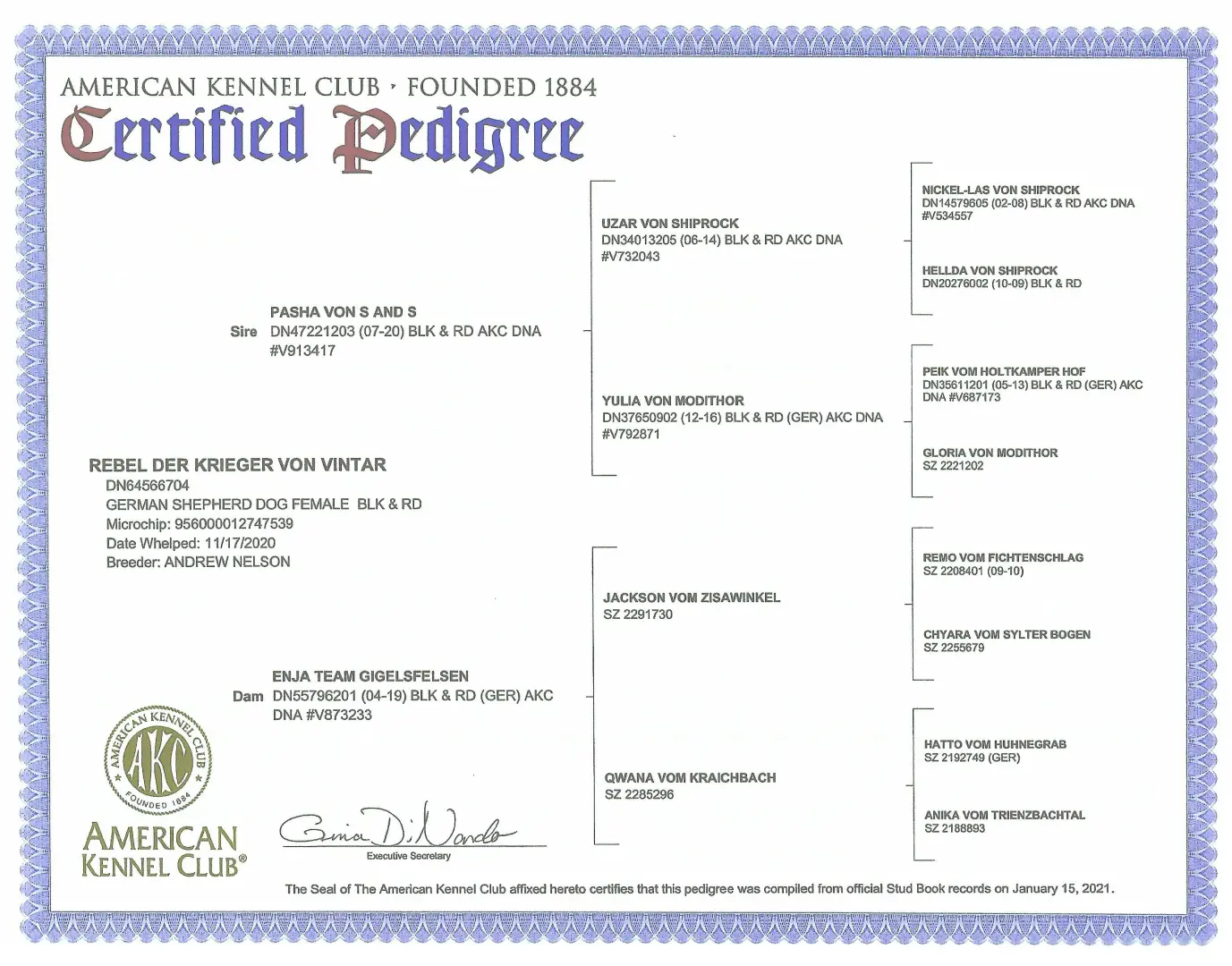 A pedigree certificate for an american kennel club dog.