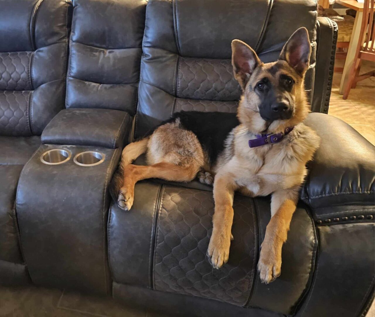 A dog laying on the couch with another dog