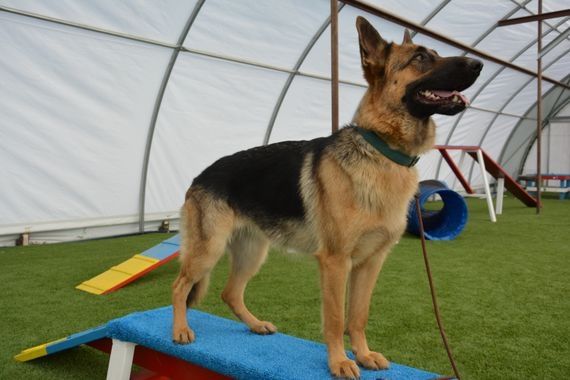 A dog standing on top of a blue ramp.