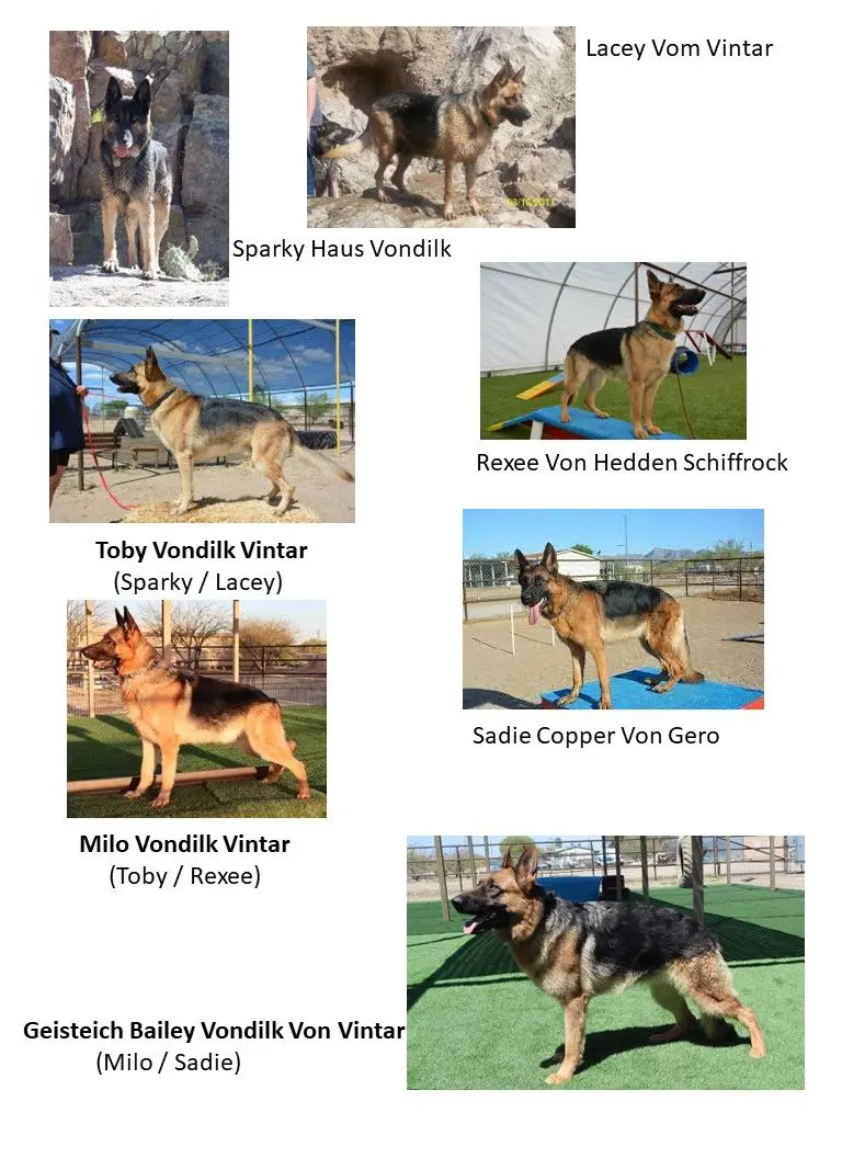 A bunch of german shepherd dogs that are standing up