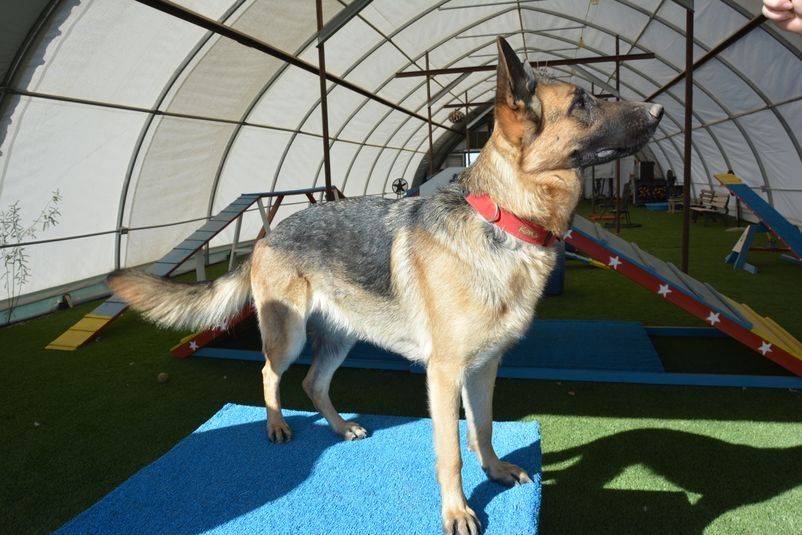 A dog standing on top of a blue mat.