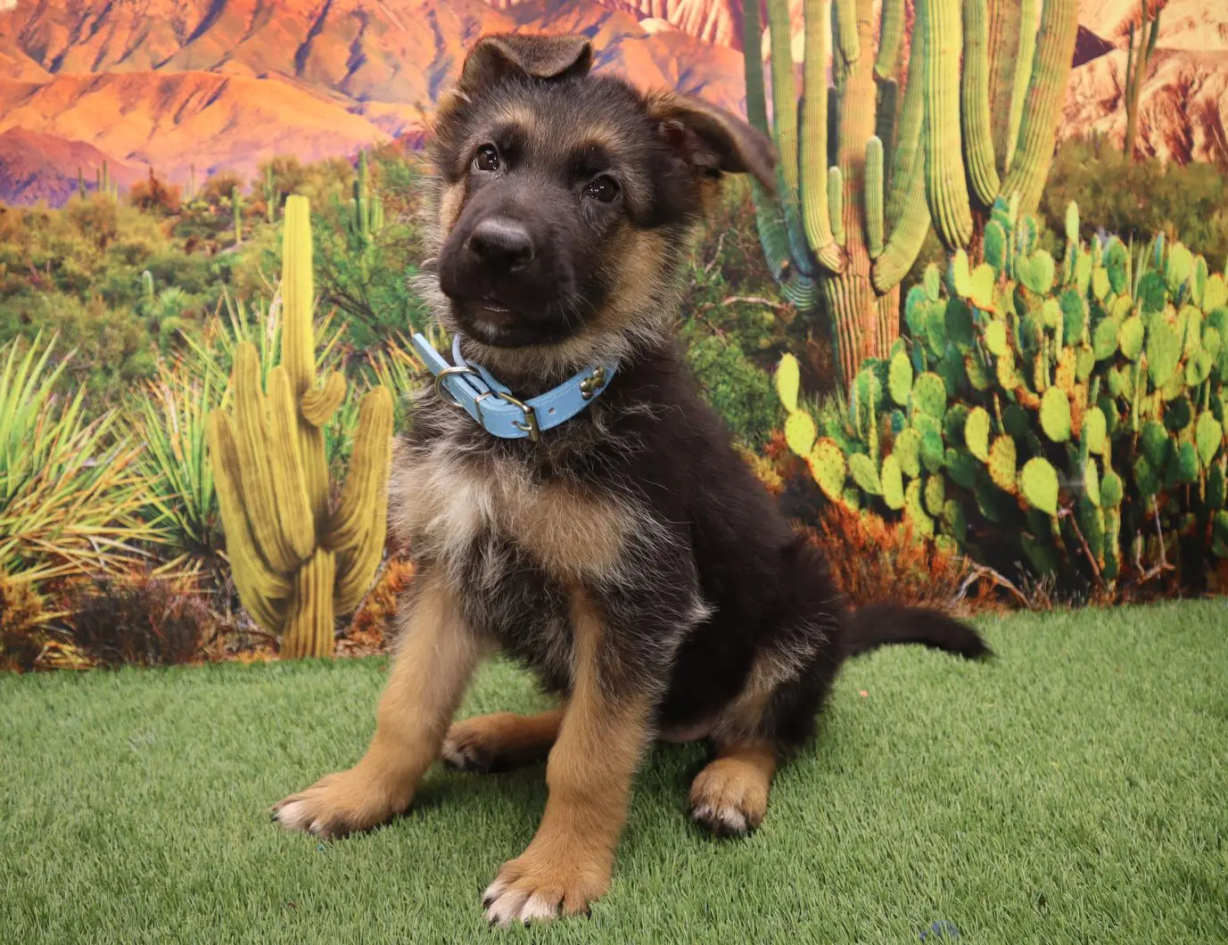 A puppy sitting on the grass in front of a cactus wall.