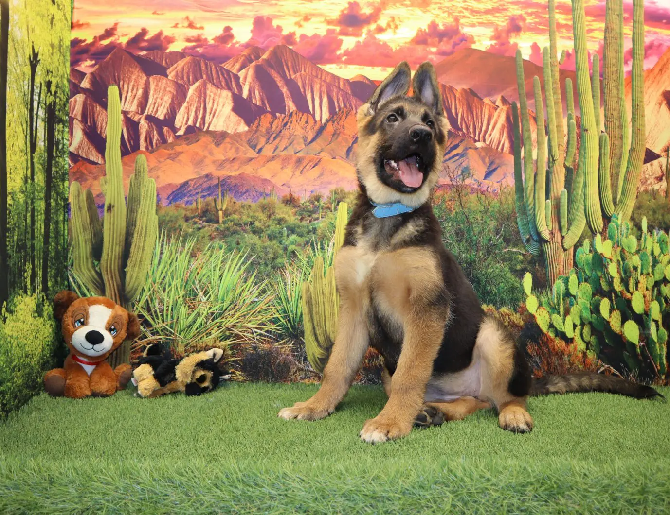 A dog sitting in front of a cactus wall.